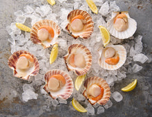 Jakobsmuscheln mit Schale 1000g [TKF]