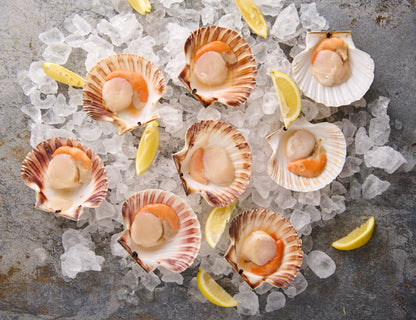 Coquilles Saint-Jacques en coquille 1000g [TKF]