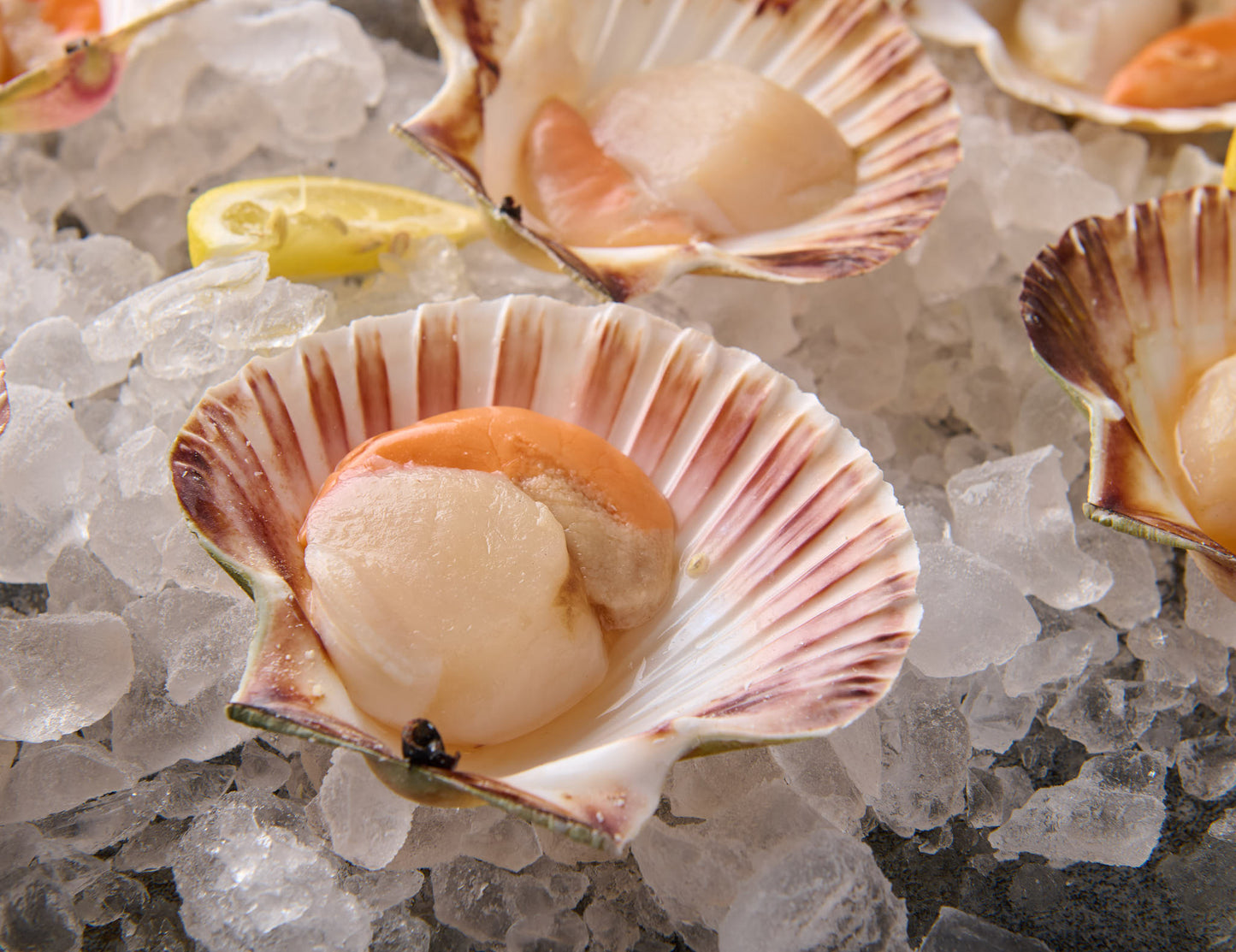 Jakobsmuscheln mit Schale 1000g [TKF]