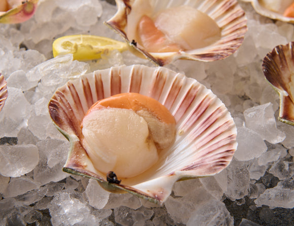 Coquilles Saint-Jacques en coquille 1000g [TKF]