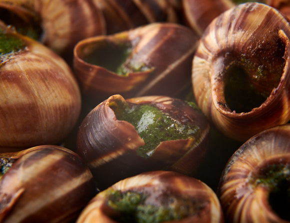Schnecken [TKF]