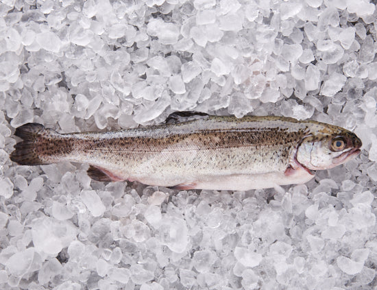 Fangfrische Forelle 300g