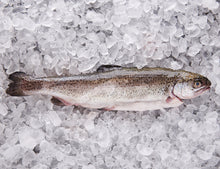 Fangfrische Forelle 300g