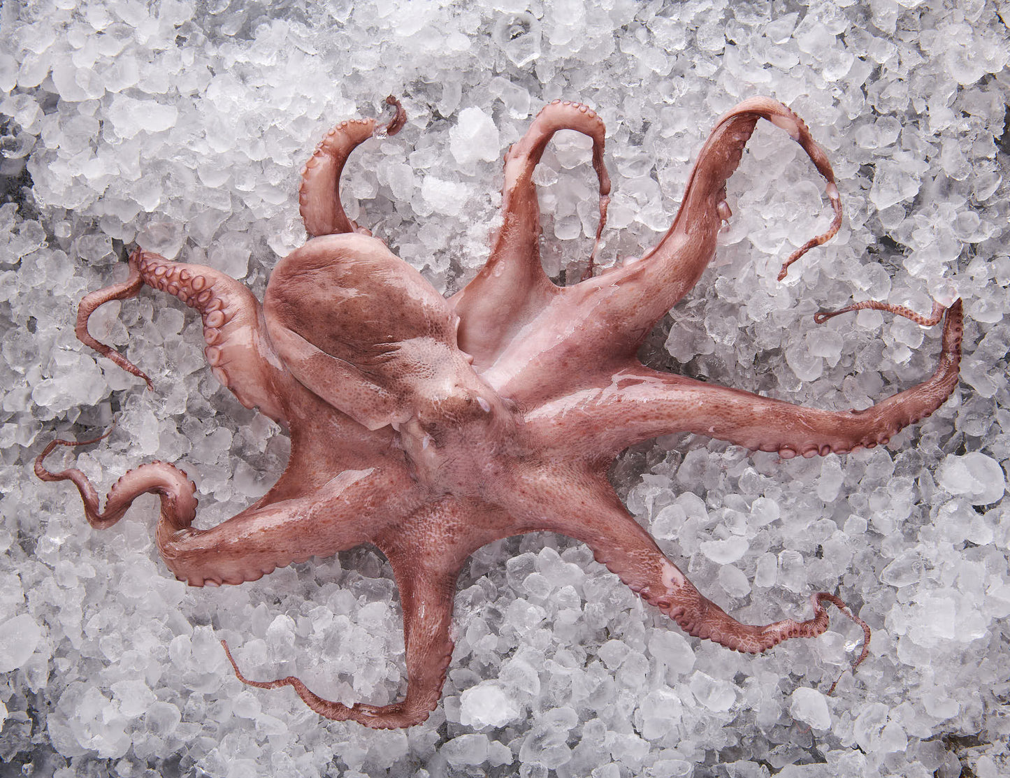 Pulpo - Octopus vulgaris