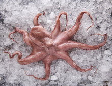 Pulpo - Octopus vulgaris