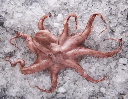 Pulpo - Octopus vulgaris