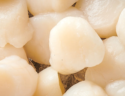 Jakobsmuscheln 800g [TKF]