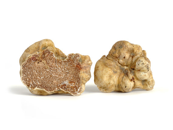 Lanýž bílý (Alba) - Tuber Magnatum Pico