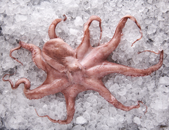 Pulpo - Octopus vulgaris