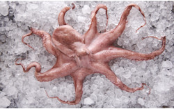 Pulpo - Octopus vulgaris